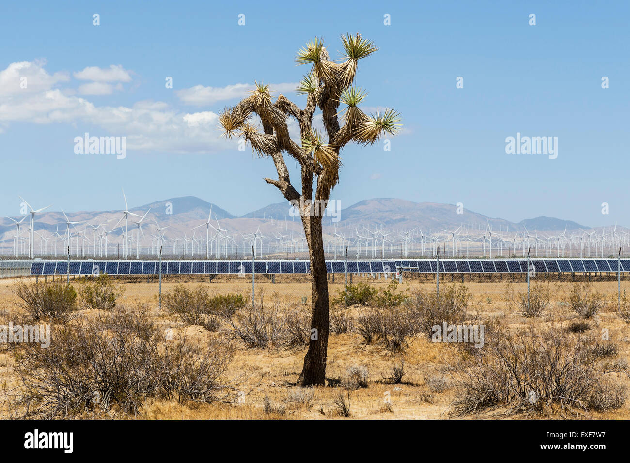 Lonely Joshua tree lotta per sopravvivere di fronte all imponente scala industriale fonti di energia eolica e solare sviluppi. Foto Stock