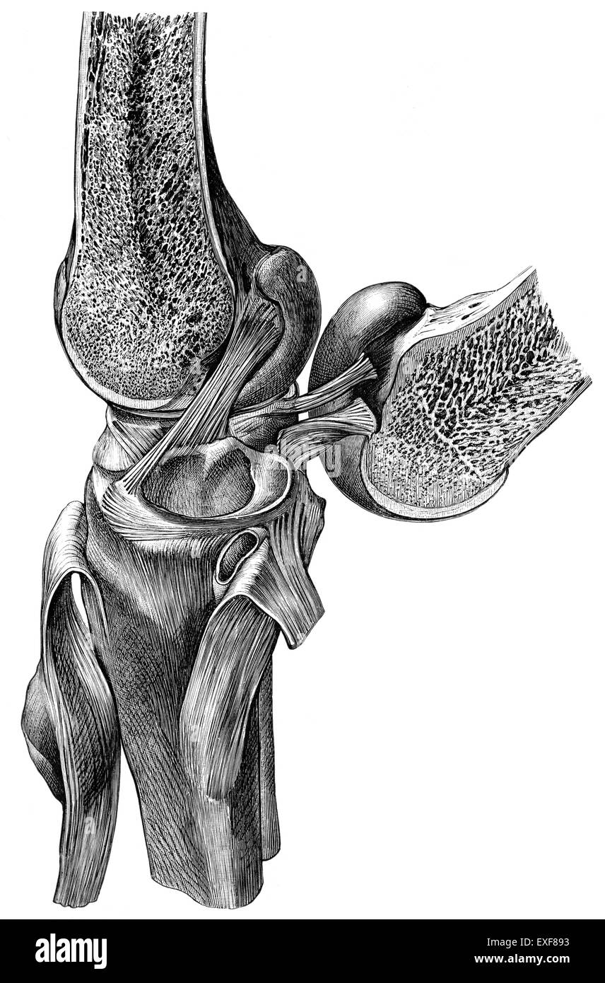 Sezione di un ginocchio umano con menisco, Foto Stock