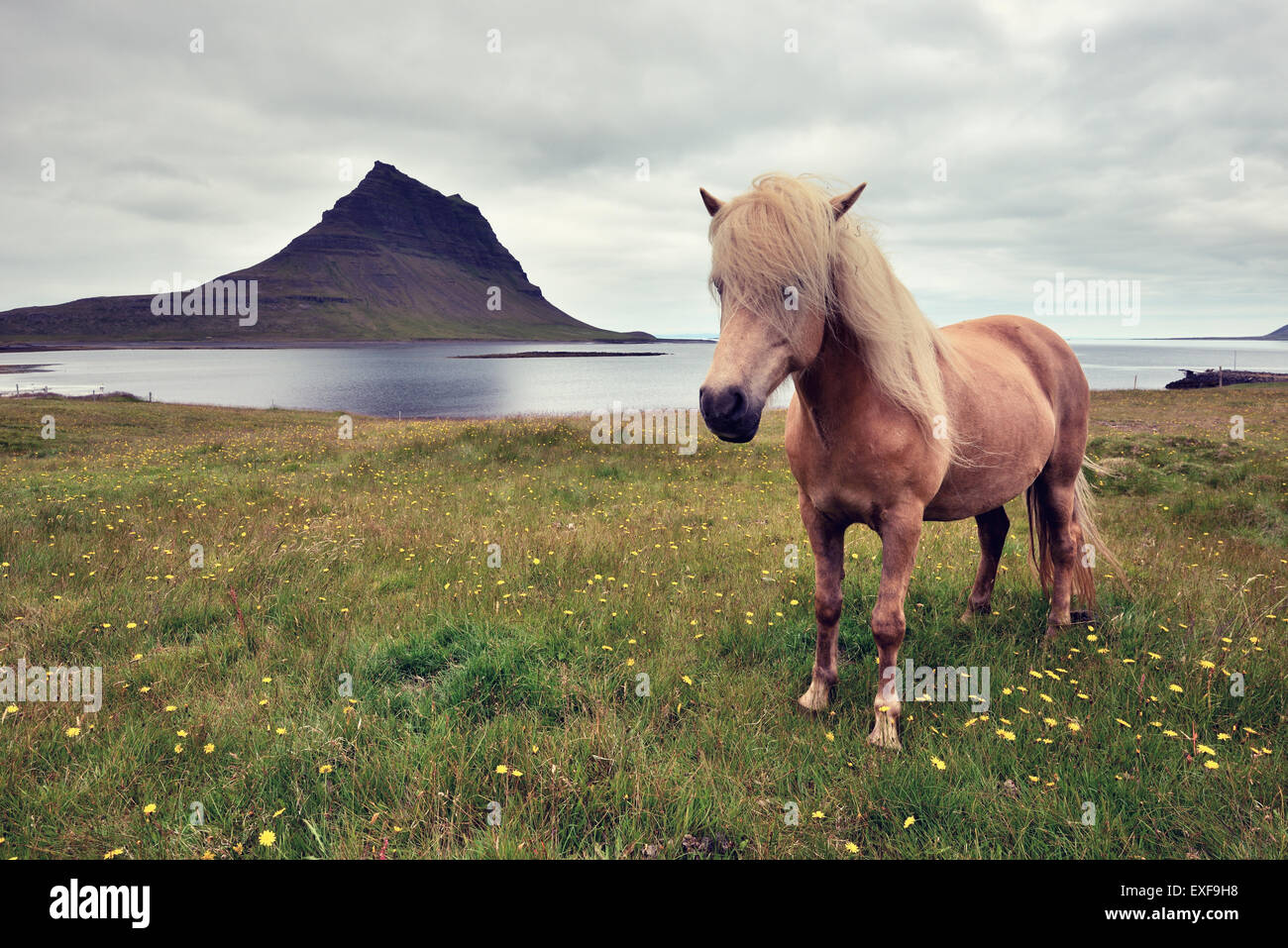 Cavallo islandese, Snaefellsnes Peninsula, Islanda Foto Stock