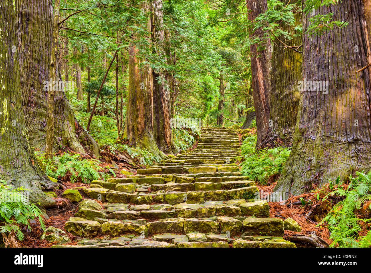 Kumano Kodo a Daimon-zaka pendenza, un sentiero sacro e sito del Patrimonio Mondiale in LA NACHI, Wakayama, Giappone. Foto Stock