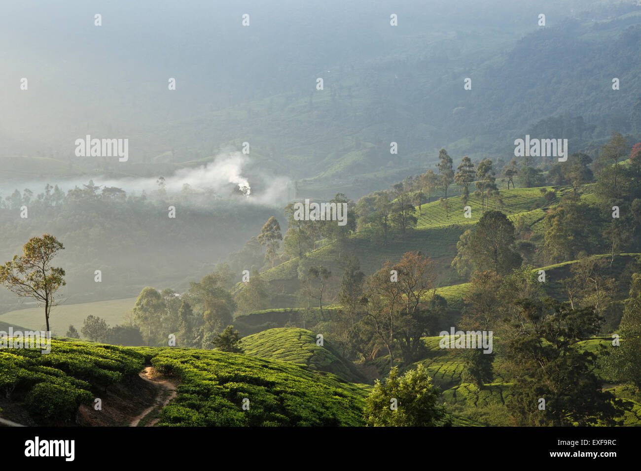 La piantagione di tè, Kerala, India Foto Stock