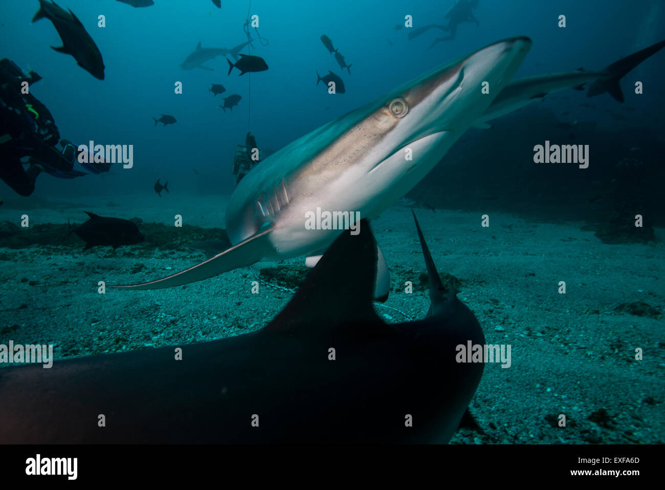 Un squalo seta evitando un altro squalo durante una verifica approfondita, in Socorro Island, Messico Foto Stock
