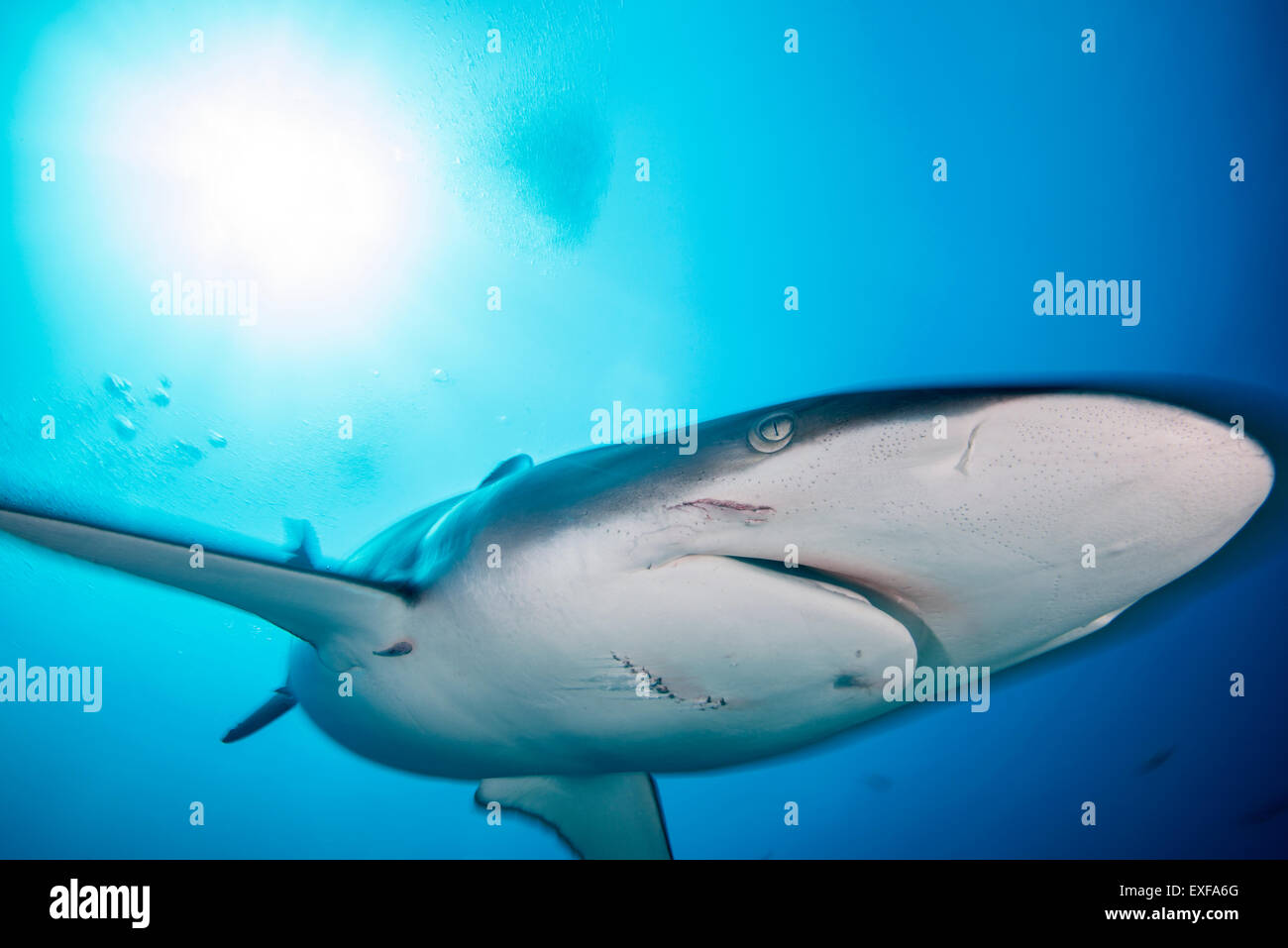 Una femmina di squalo seta con segni di morsi inflitti da un maschio durante l'accoppiamento, Socorro Island, Messico Foto Stock