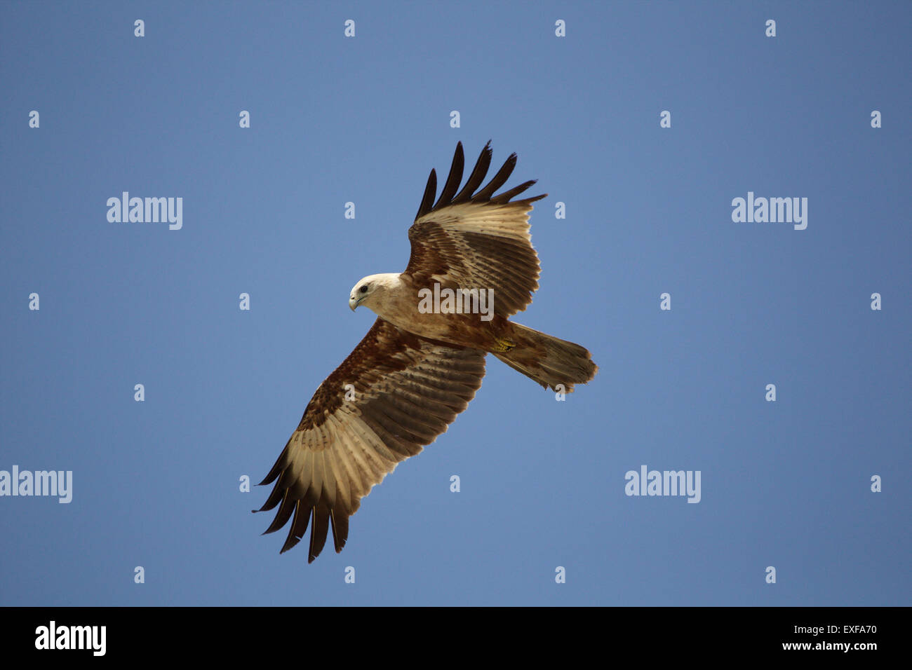 Brahminy kite in aria (Haliastur indus), Kerala, India Foto Stock