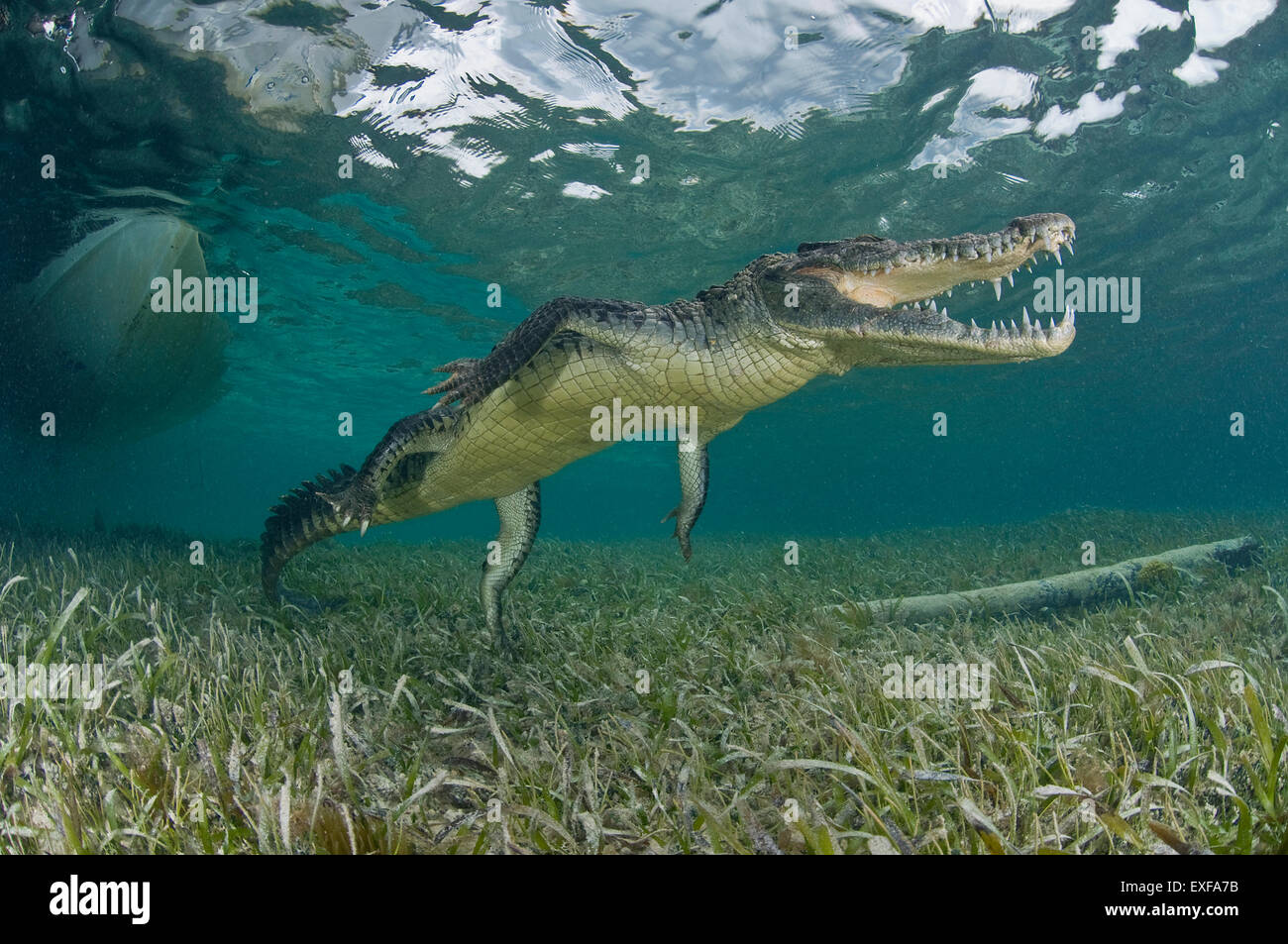 Coccodrillo americano (Crocodylus acutus) nelle limpide acque dei Caraibi, Chinchorro banche (Riserva della Biosfera), Quintana Roo, Messico Foto Stock