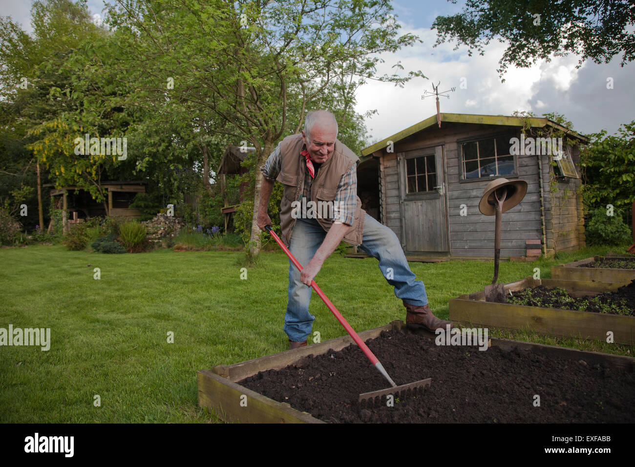 L'uomo anziano, la rastrellatura terreno in giardino Foto Stock