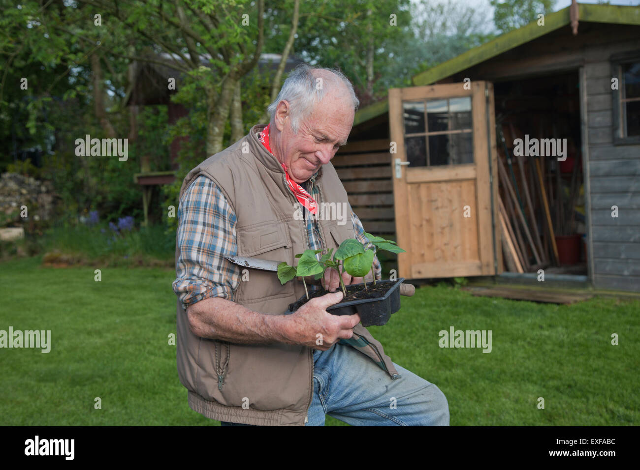 L'uomo anziano, movimentazione piantine in giardino Foto Stock