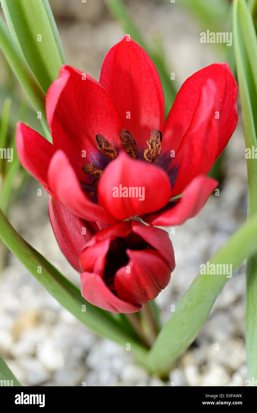 Tulipa "Lilliput' Tulip Marzo Foto Stock