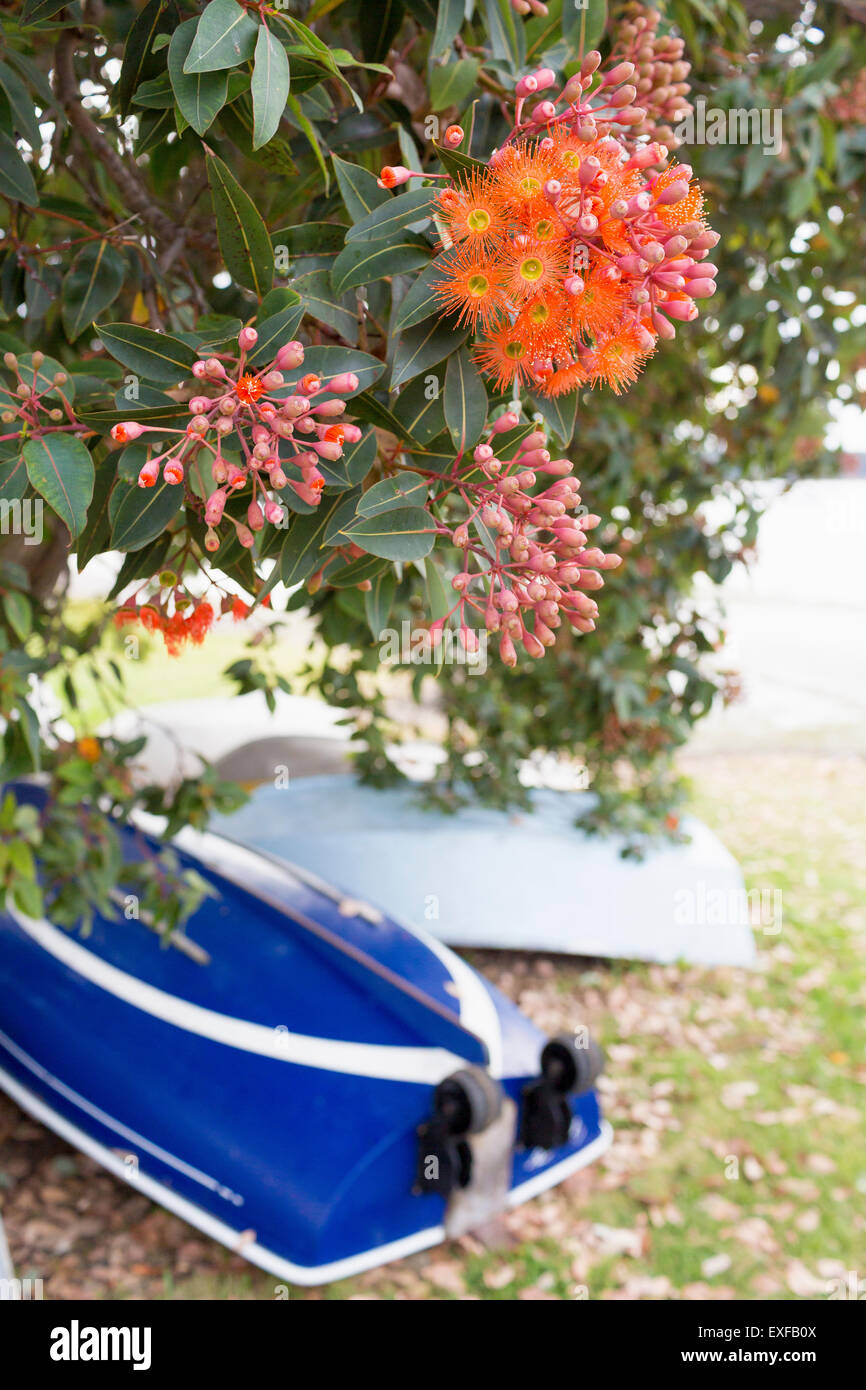 Barche sotto albero Pohutukawa, NZ Foto Stock