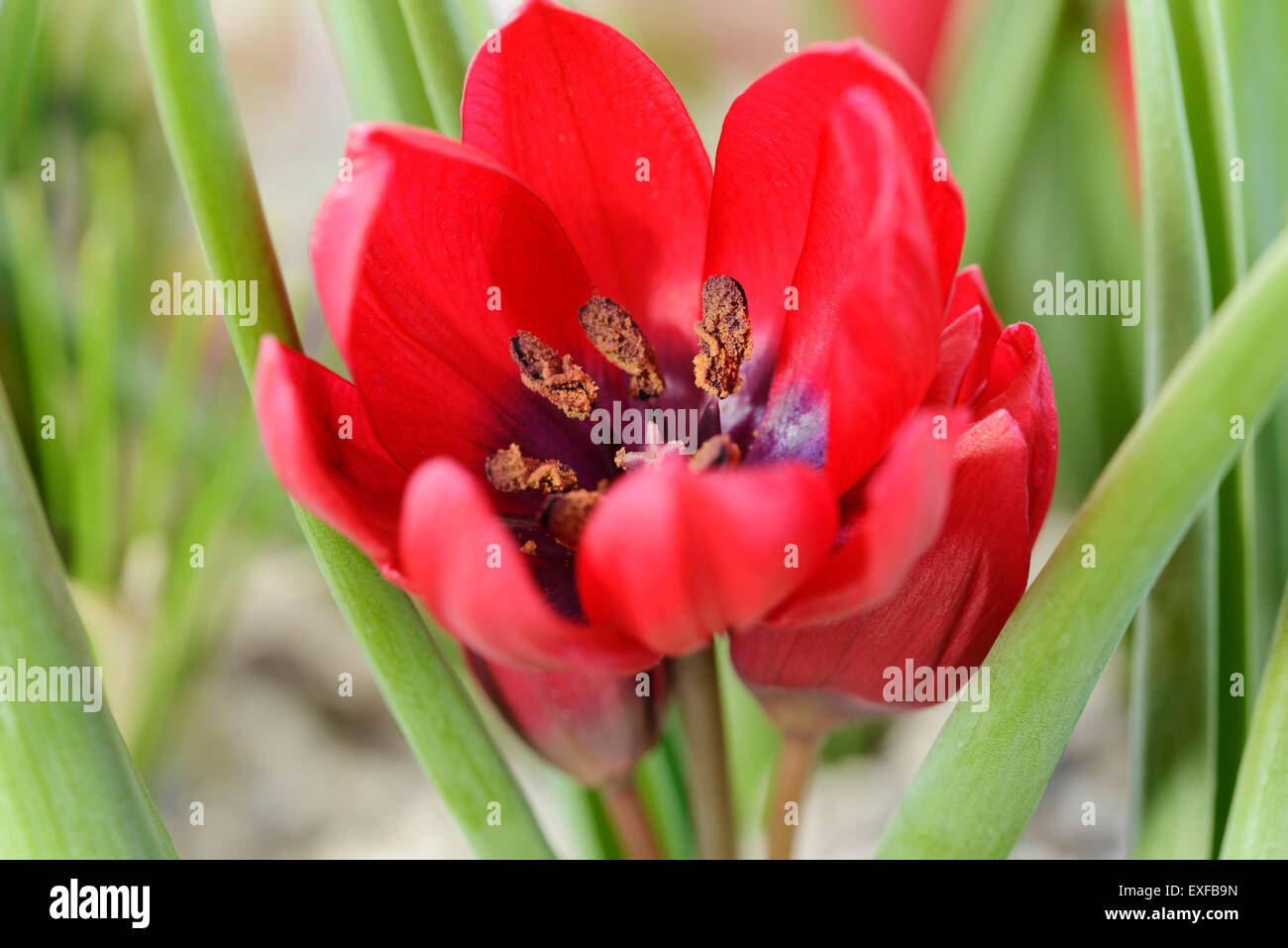Tulipa "Lilliput' Tulip Marzo Foto Stock