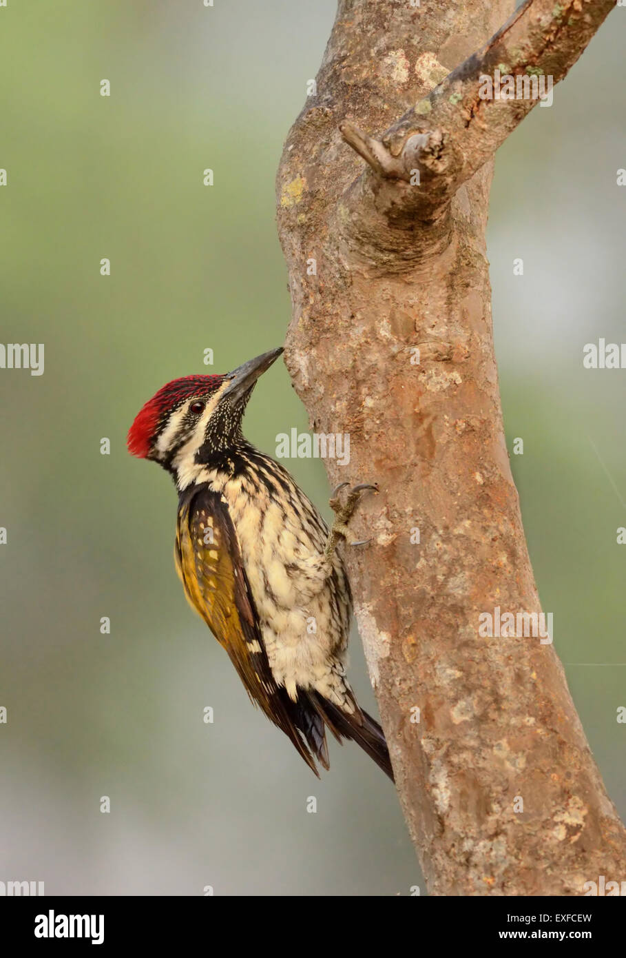 Picchio Flameback Foto Stock