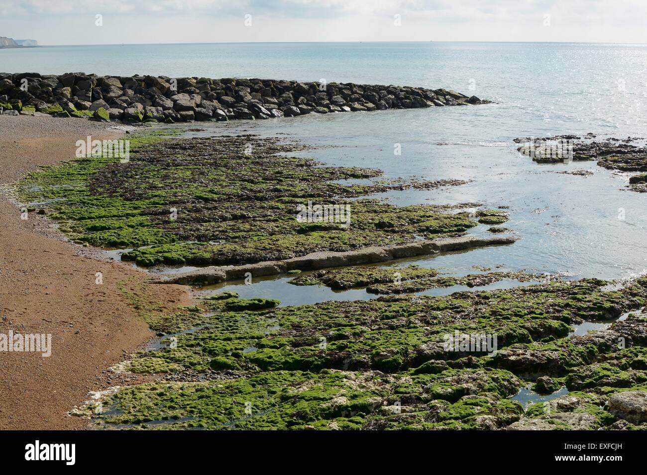 Le alghe coperto chalk rocce sulla spiaggia a Rottingdean vicino a Brighton, East Sussex, Inghilterra. La bassa marea Foto Stock