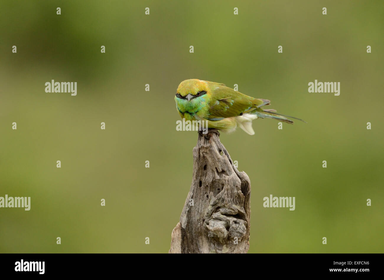 Mangiatore di ape verde Foto Stock