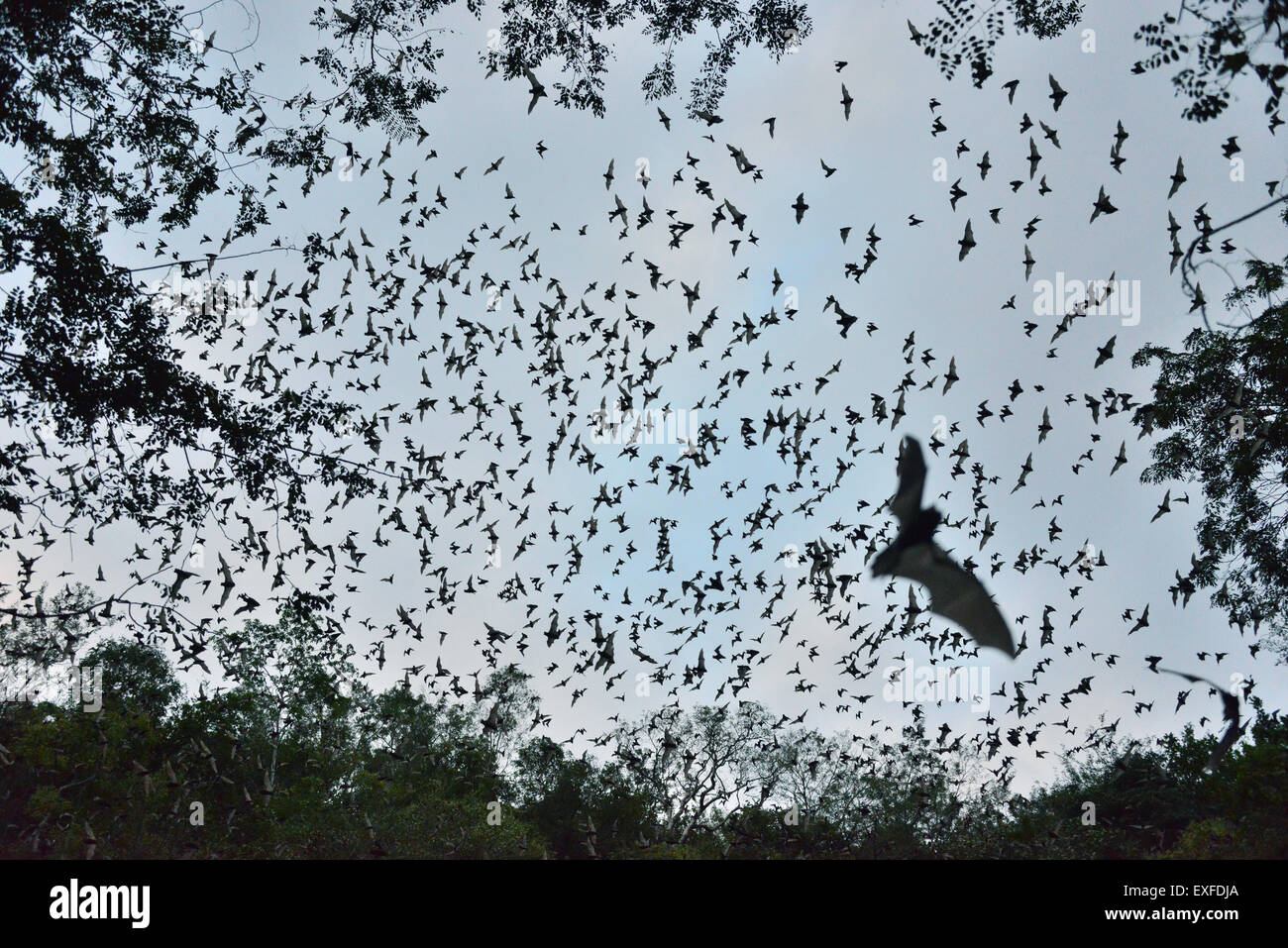 I pipistrelli lasciando grotta per alimentare al tramonto, Calakmul Riserva della Biosfera, Campeche, Messico Foto Stock