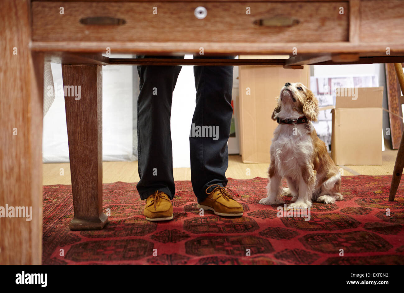 Mans gambe e cane cercando in picture corniciai workshop Foto Stock