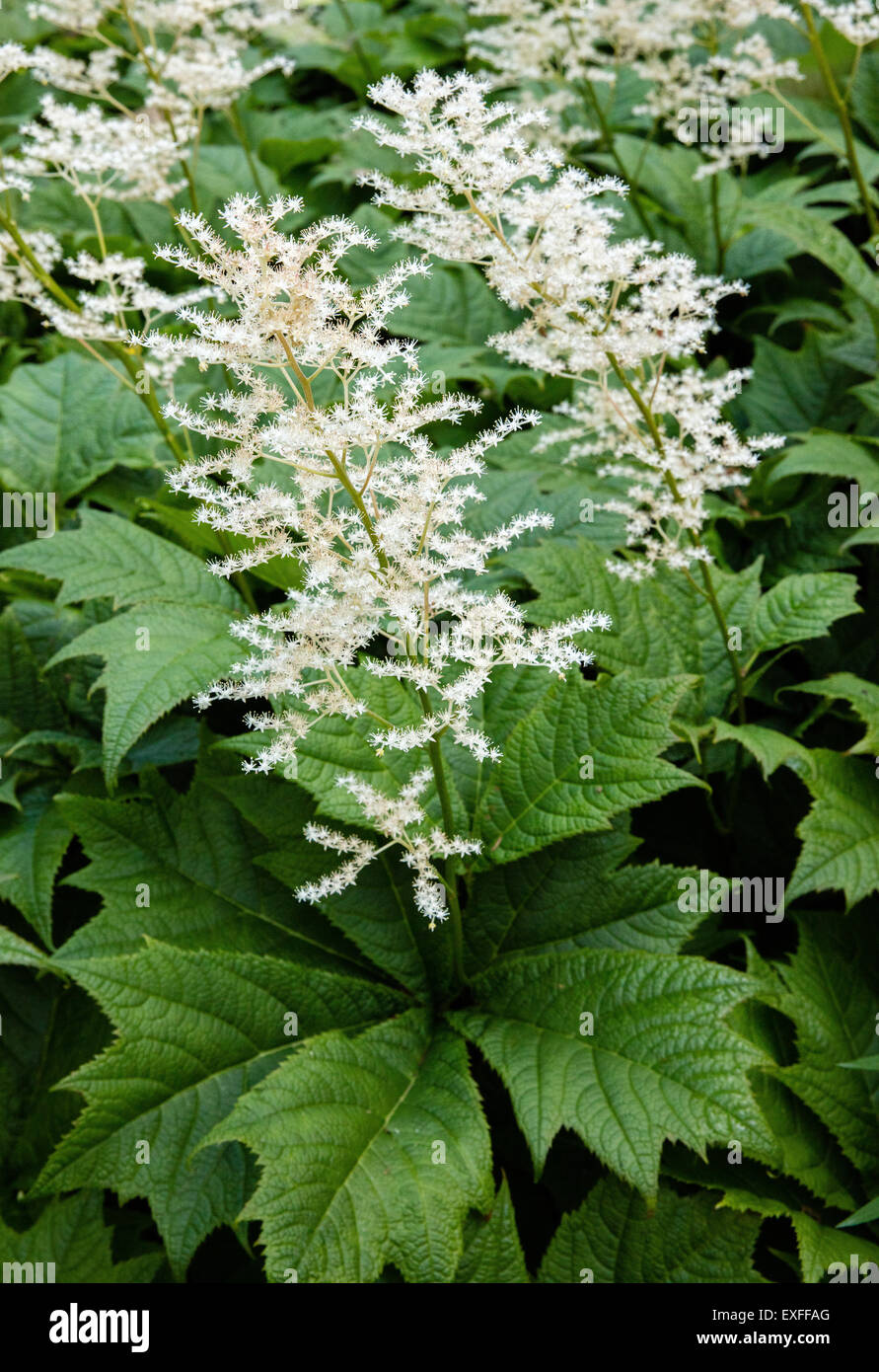 Modulo bianco di aesculifolia Rodgersia podophylla o - una vigorosa ombra perenne amorevole giardino con fiori profondamente divisa lascia Foto Stock