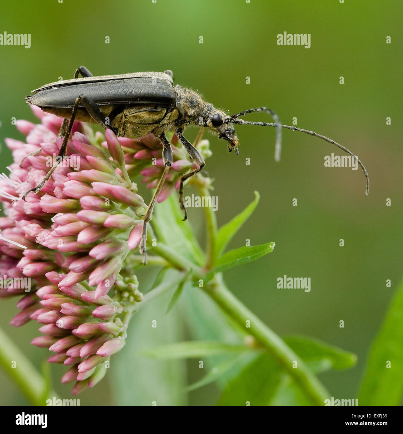 Longhorn beetle alimentazione su Eupatorium purpureum o dolce Joe Pye fiori e coperti di polline Somerset REGNO UNITO Foto Stock