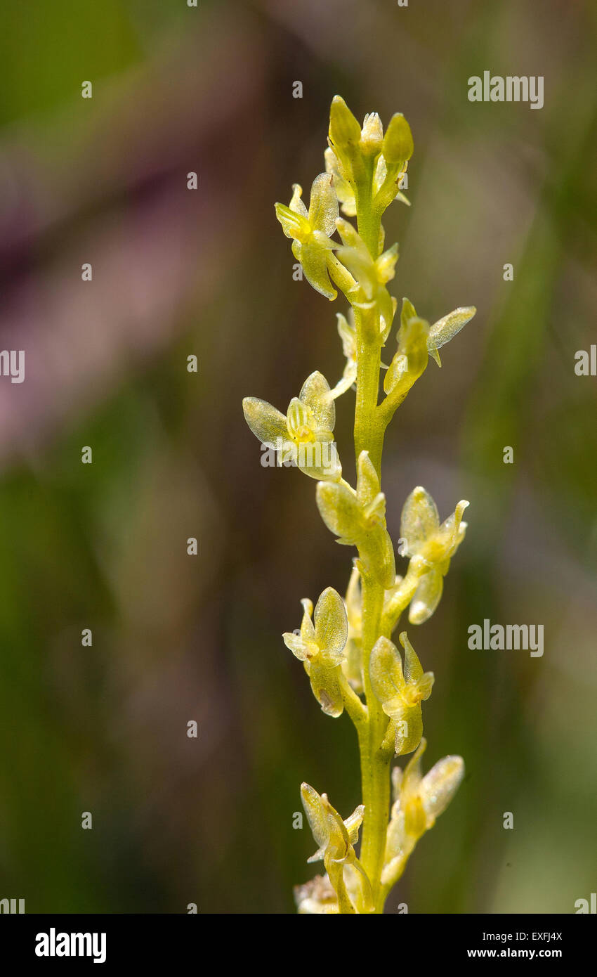Bog Orchid Hammarbya paludosa dettaglio fiore di una pianta che cresce in una nuova foresta bog Hampshire REGNO UNITO Foto Stock