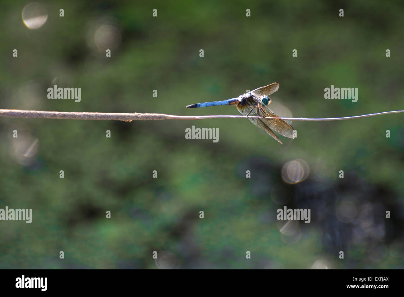 Dettaglio della libellula appollaiate su un ramo Foto Stock