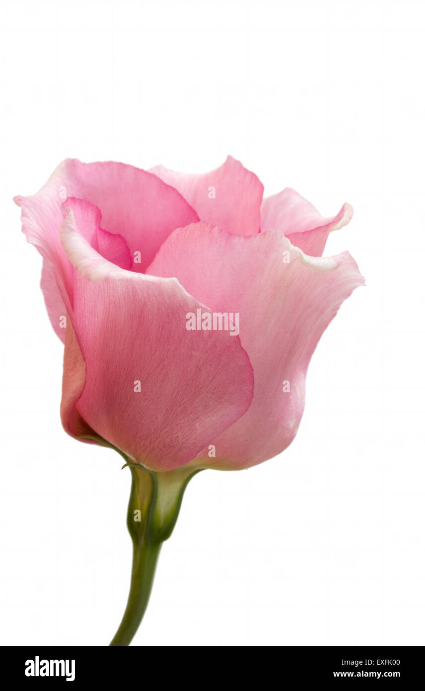 Di un bel colore rosa lisianthus fiore su bianco Foto Stock
