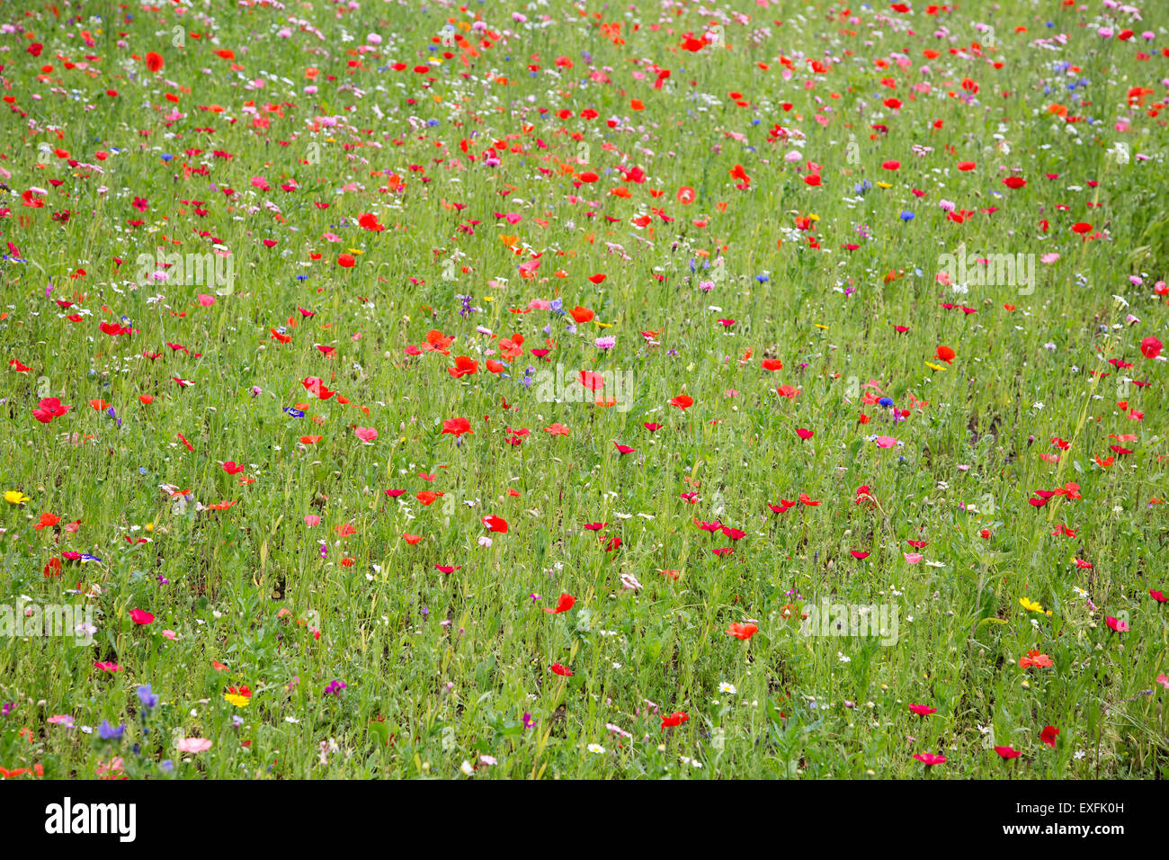 Papaveri rossi e fiori selvatici che crescono in Prato Foto Stock