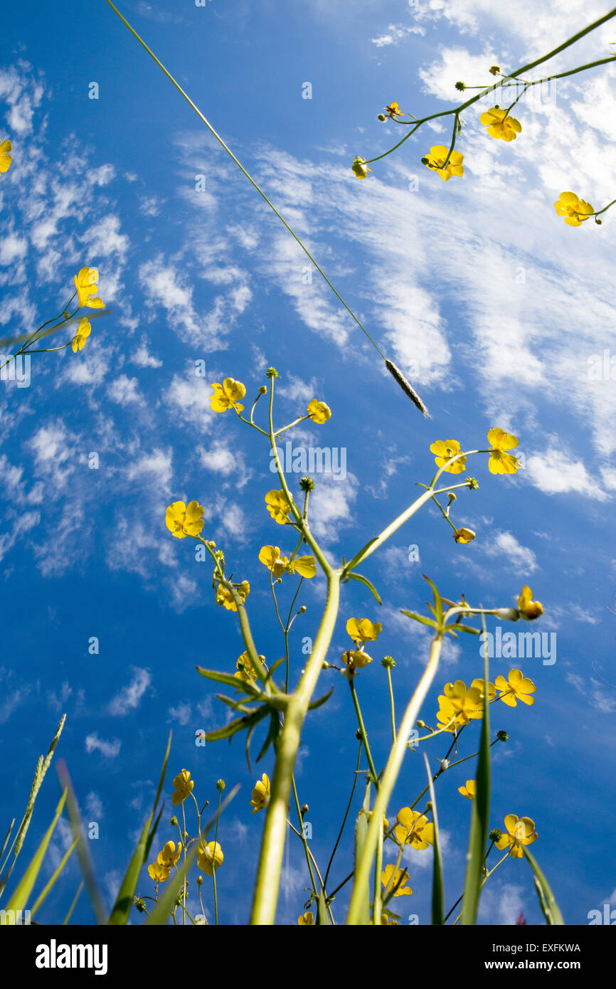 Worm vista di fiori di ranuncolo contro un cielo estivo Foto Stock