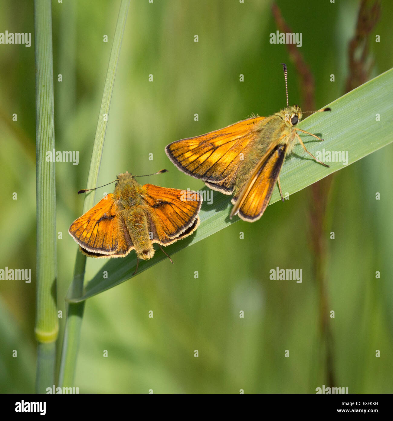 Coppia di grandi Skipper farfalle Ochlodes sylvanus a riposo su foglie di iris a Kenfig Burrows nel South Wales UK Foto Stock