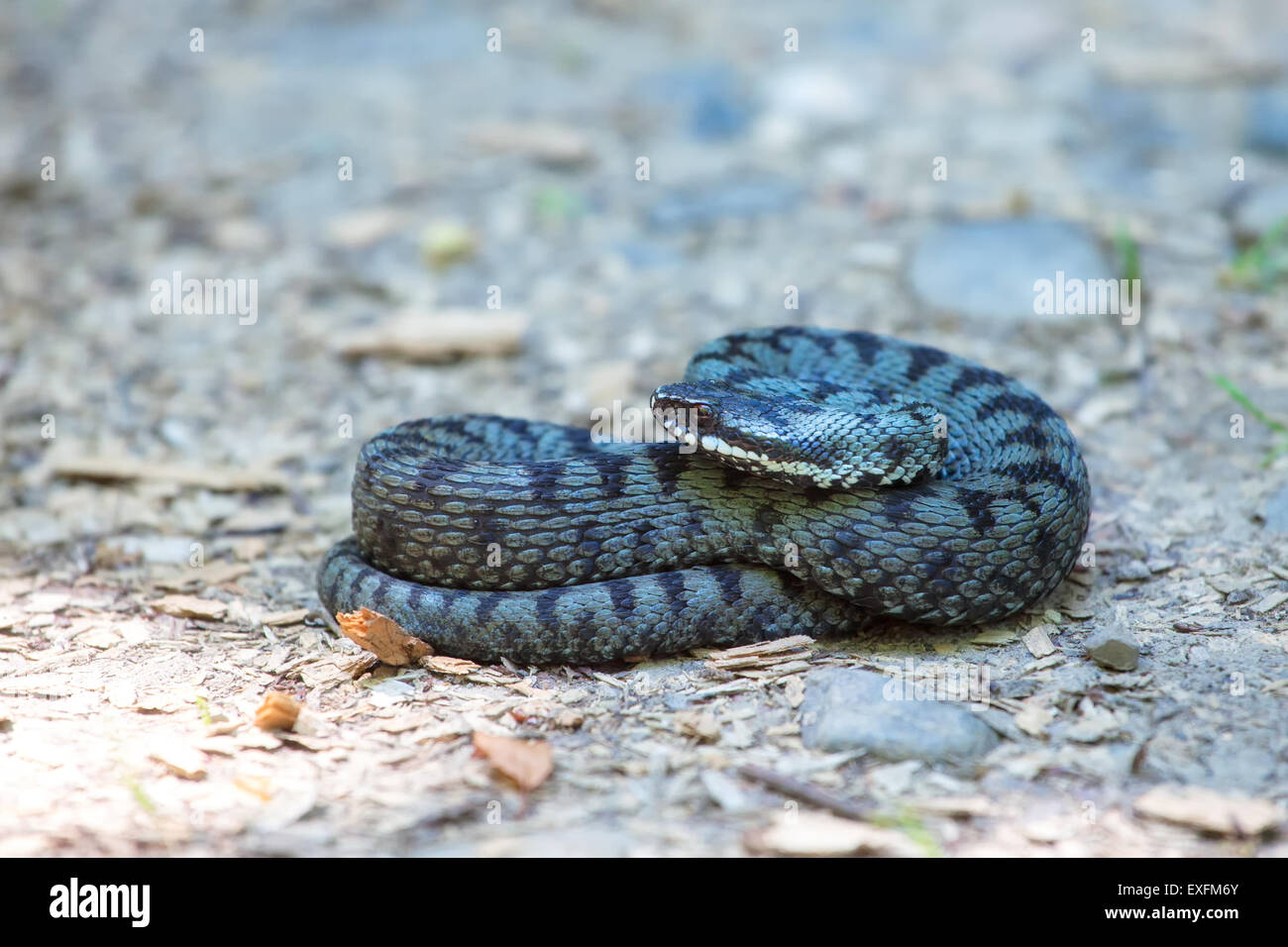 Close up della politica europea comune in materia di sommatore (Vipera berus) in estate. Foto Stock