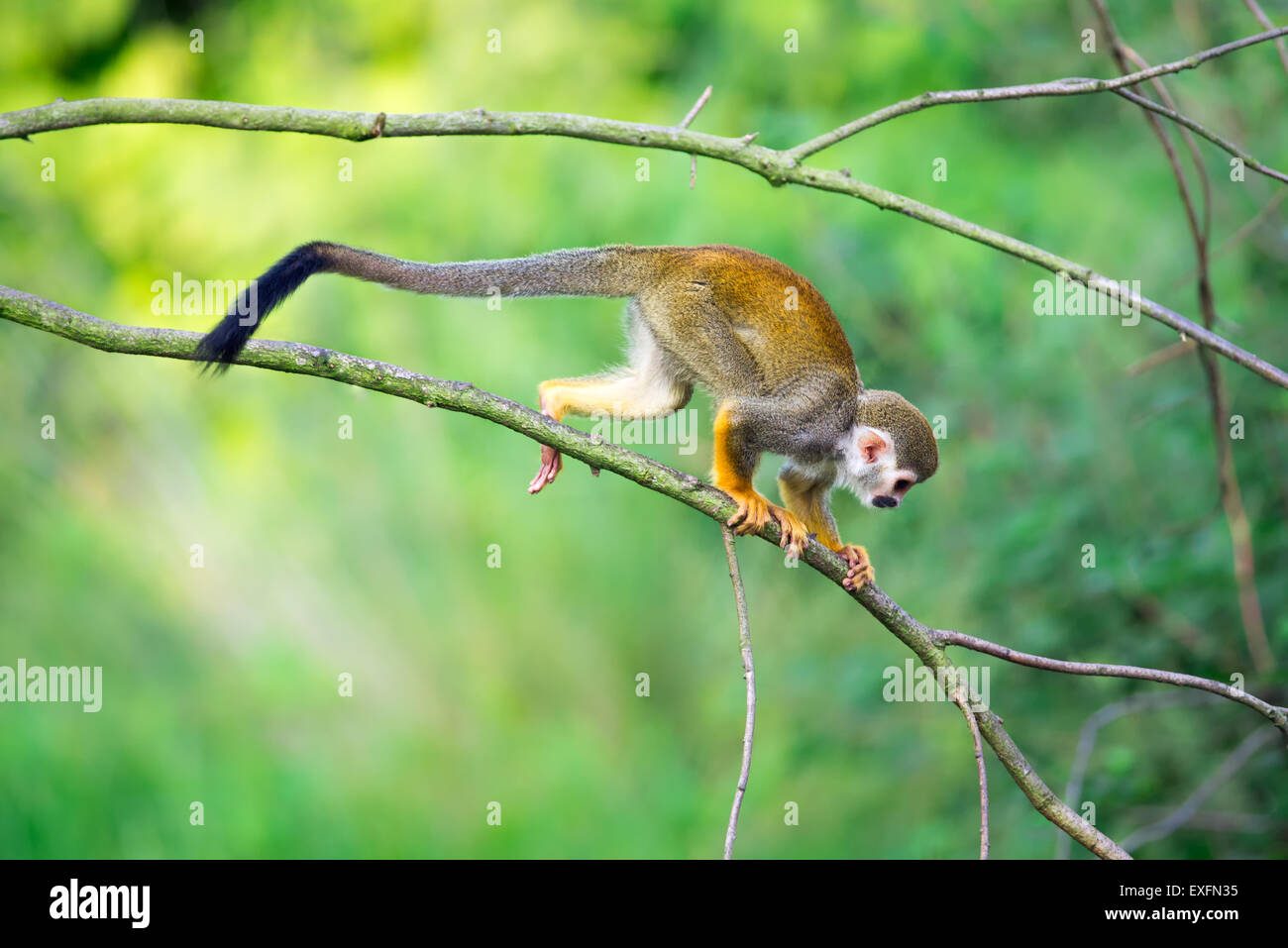 Comune di Scimmia di scoiattolo (Saimiri sciureus) camminando su un ramo di albero Foto Stock