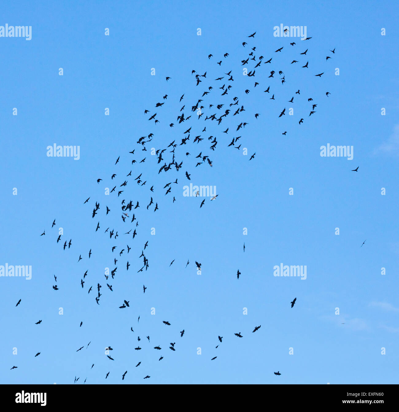 Il Parlamento di corvi in un gregge di oltre 300 uccelli - DORSET REGNO UNITO Foto Stock
