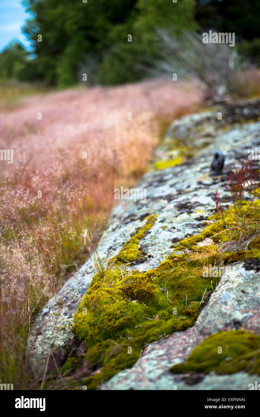 La natura dell'isola di Haapasaari, orientale del Golfo di Finlandia Parco Nazionale Foto Stock