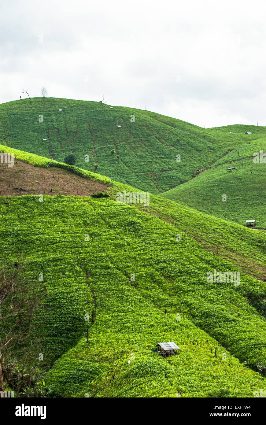 Terrazza i campi di riso in Mae Chaem distretto di Chiang Mai Foto Stock