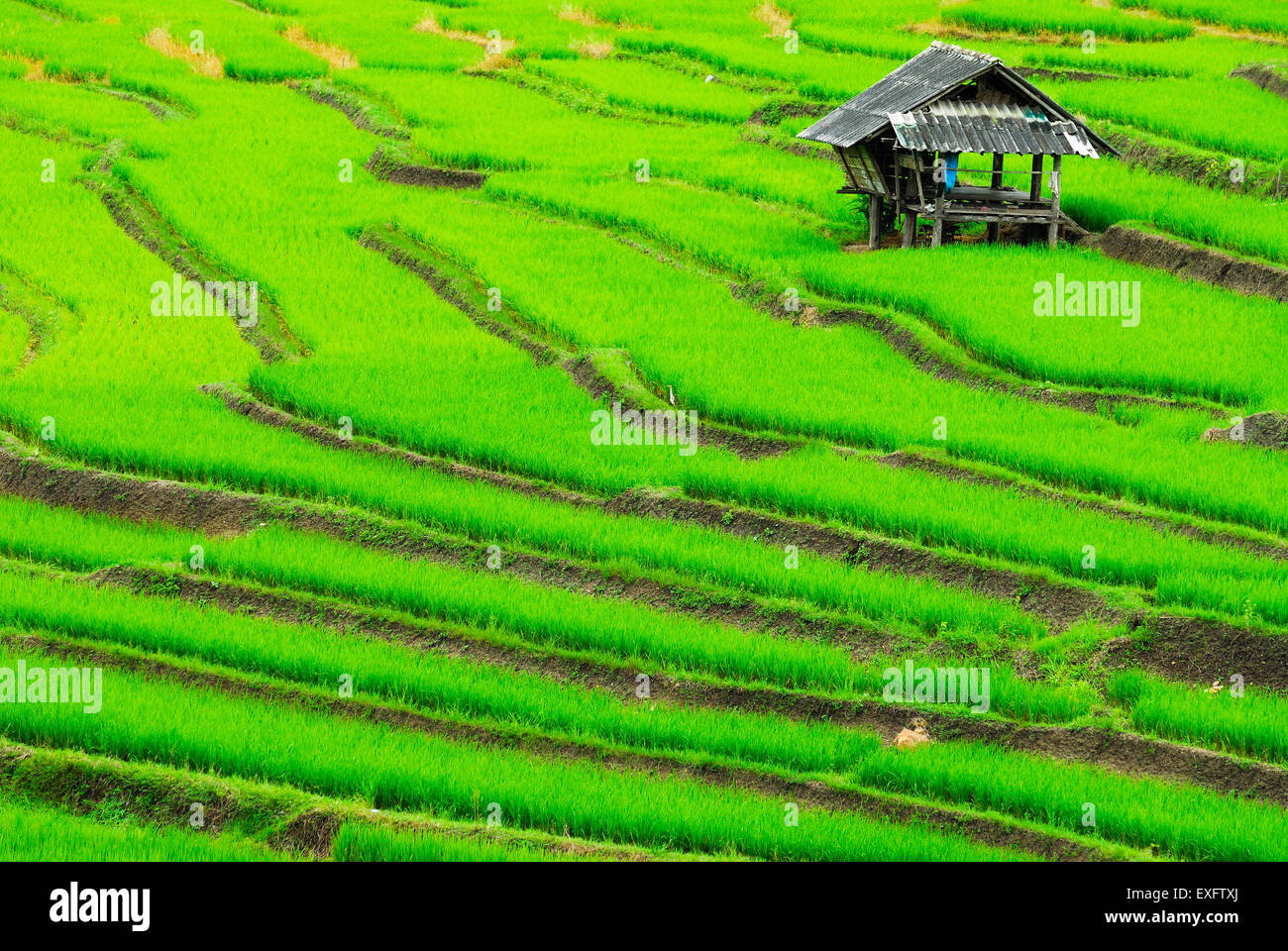 Terrazza i campi di riso in Mae Chaem distretto di Chiang Mai Foto Stock