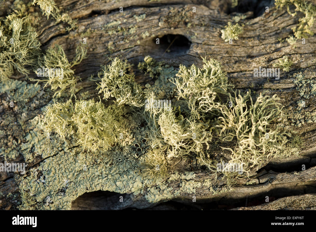 Il Lichen su albero morto Foto Stock