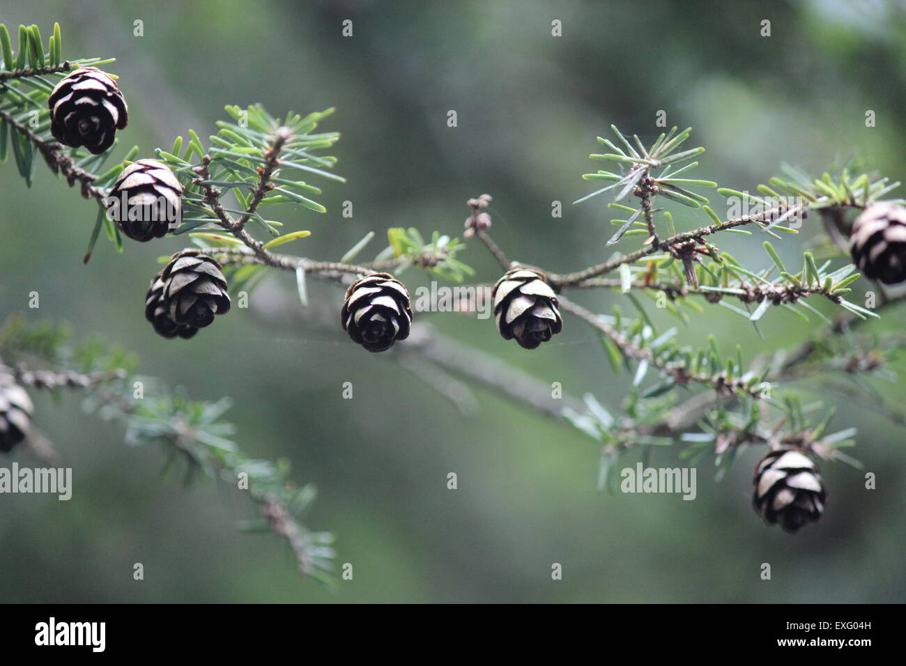 Pigne su Tamarack tree, Split Faro Rock State Park, Minnesota, Stati Uniti d'America Foto Stock