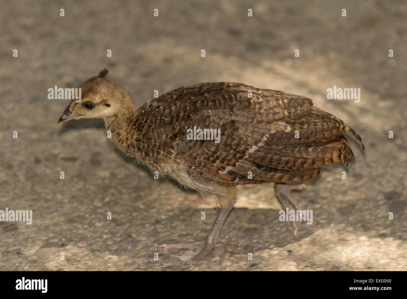 Baby peacock - peafowl - pulcini Foto Stock