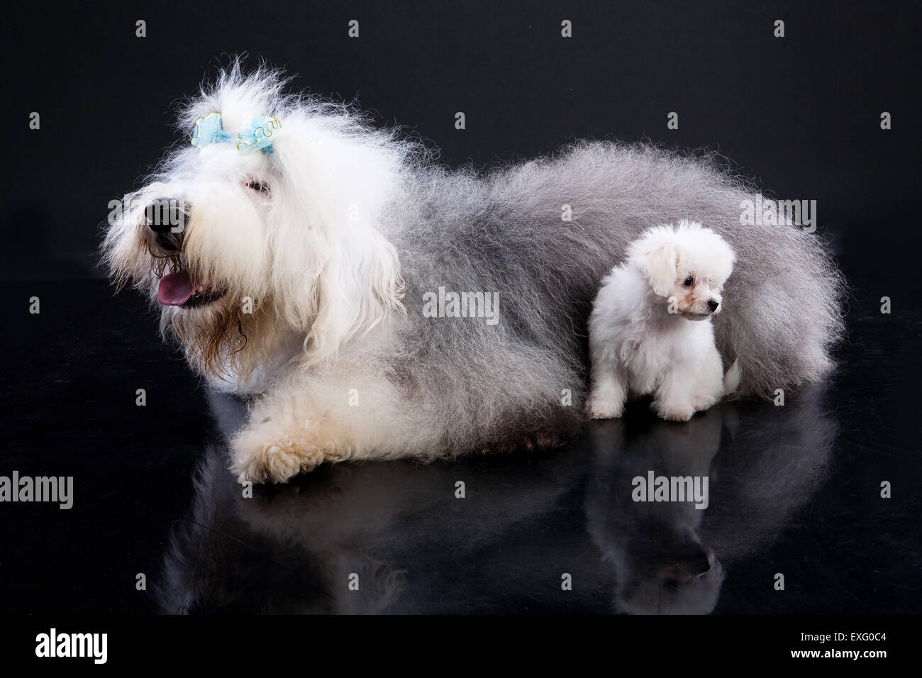 Animali domestici cane bianco isolato shot studio su animali gli animali una obbedienza cercando sfondo domestico lunghezza seduta canini carino Foto Stock