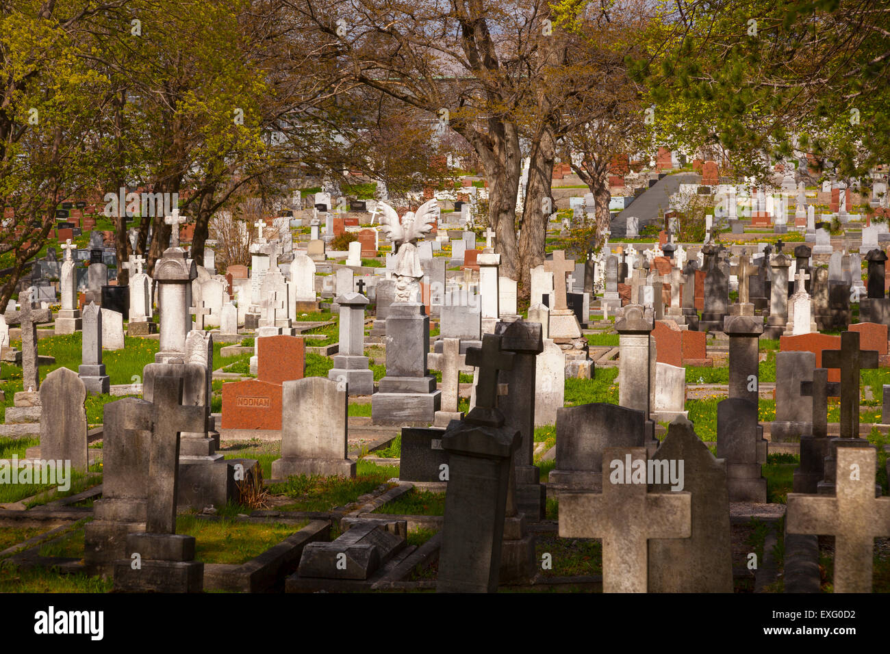 Lapidi presso la strada forestale cimitero anglicano, San Giovanni, Terranova. Foto Stock