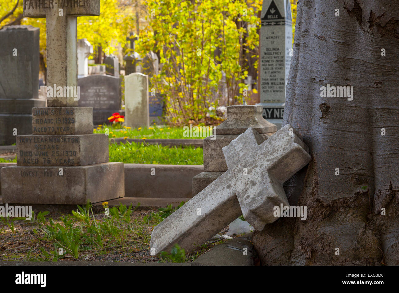 La rottura di una croce di pietra recante contro un albero a la strada forestale cimitero anglicano, San Giovanni, Terranova. Foto Stock