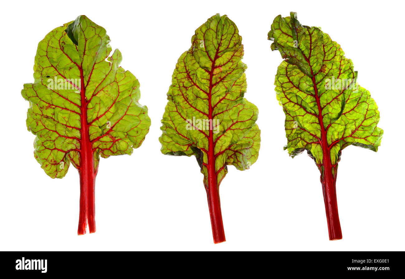 Tre steli di bietola rossa isolato su bianco. Foto Stock