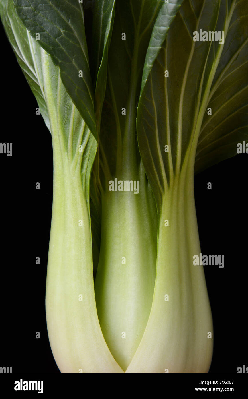 Closeup ancora in vita di verde o baby bok Choy su uno sfondo nero. Foto Stock