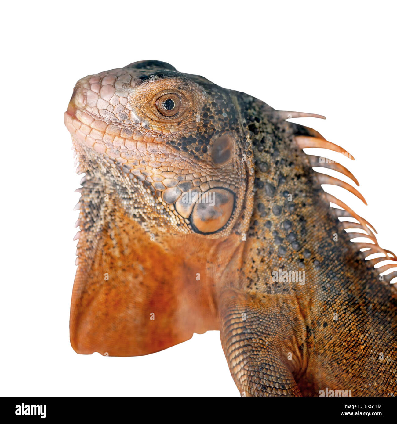 Red iguana isolati su sfondo bianco Foto Stock