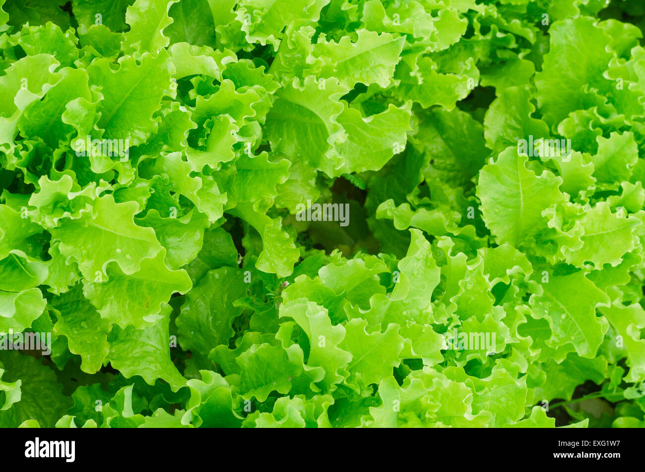 Fresco verde insalata di lattuga lascia lo sfondo Foto Stock