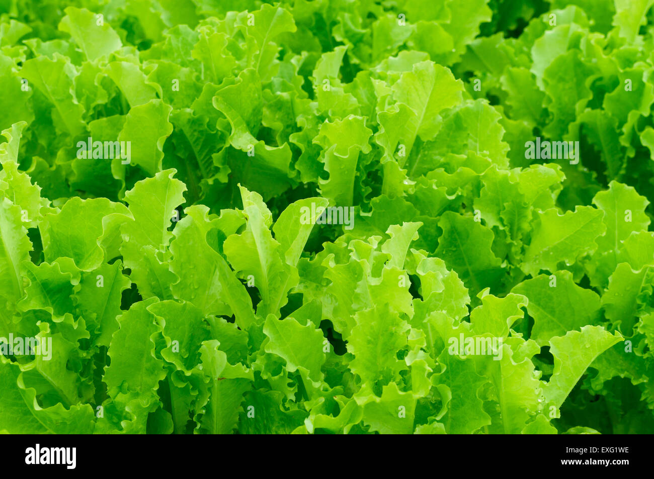 Insalata verde lattuga sfondo texture Foto Stock