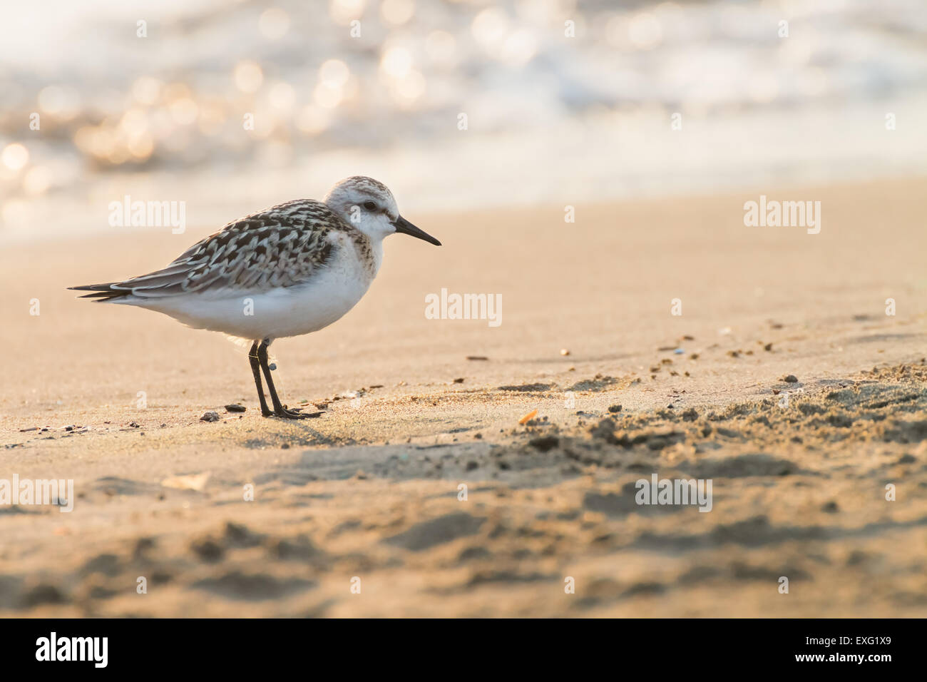 Piccoli trampolieri con un lead e la lenza aggrovigliato intorno alle sue zampe sulla spiaggia mare sfocato in background Foto Stock