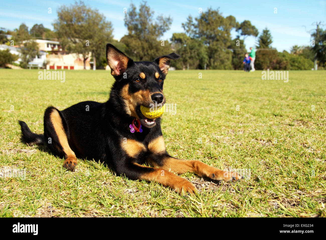 Australian Kelpie cane sdraiati sull'erba al parco con una sfera Foto Stock