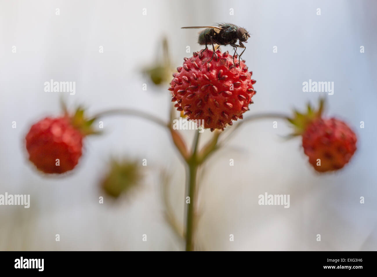 Volare su una fragola selvatica Foto Stock