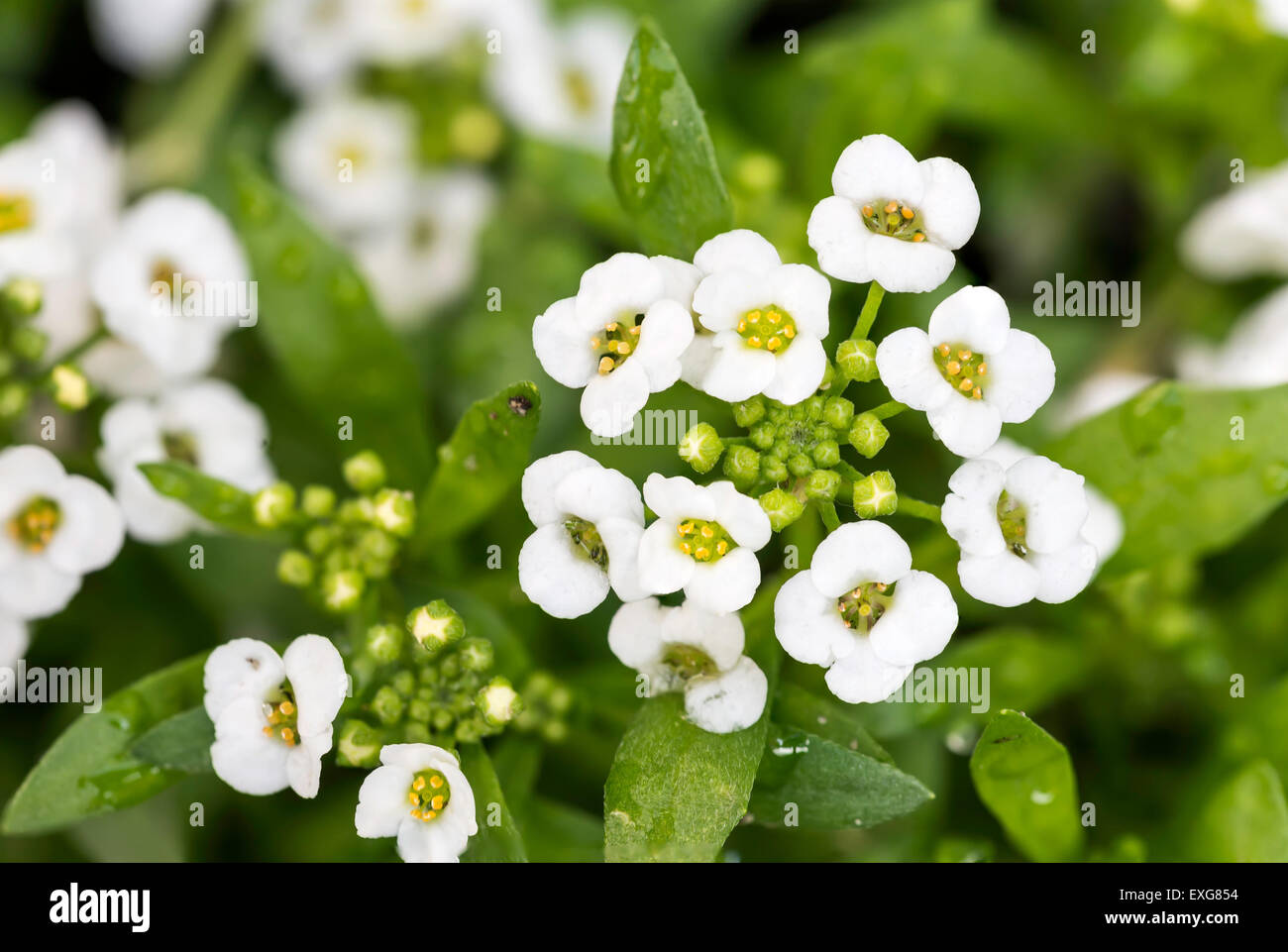 Little White Lobularia maritima fiori con quattro petali in un giardino sotto il caldo sole di primavera Foto Stock