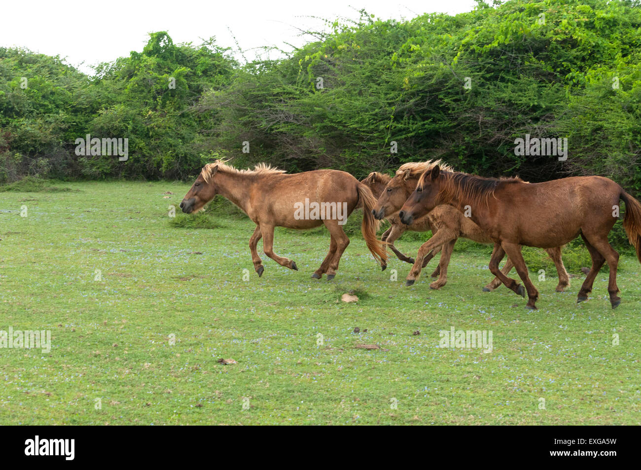 Cavalli in India Foto Stock
