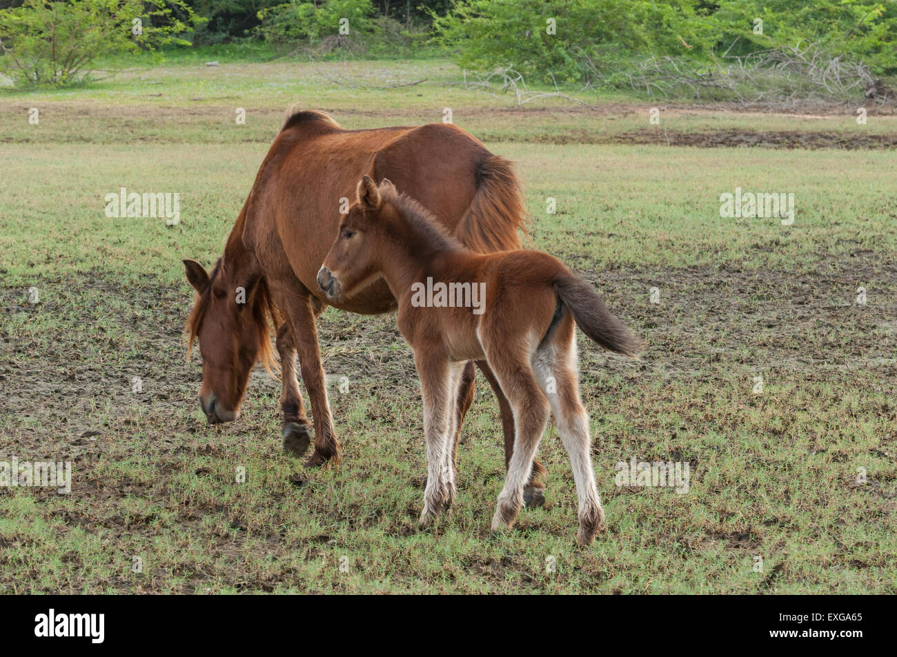 Cavalli in India Foto Stock